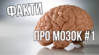 ФАКТИ ПРО МОЗОК #1