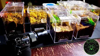 How To Make Tarantula Enclosures for Spiderlings and Juveniles