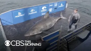 Massive, 50-year-old great white shark nicknamed "Queen of the Ocean"