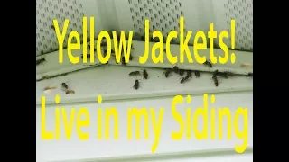 Hidden Yellow Jacket Nest in Siding