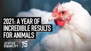 A Year Of Incredible Results For Animals | 229 Million Animals Impacted in 2021