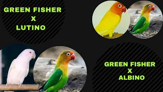 Green fisher x Albino | Green fisher x Lutino | Cross Breed | Urdu/Hindi