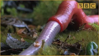 Monster leech swallows giant worm - Wonders of the Monsoon: Episode 4 - BBC Two