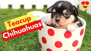 Teacup Chihuahuas: Are they the World's Tiniest Dog Breeds? 😲