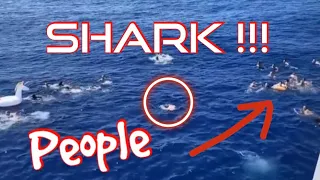 US Coastguard save people from shark