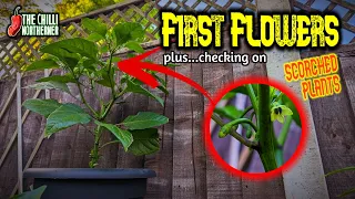 An Explosion of Chilli Flower Buds | Picking Them Off or Not?