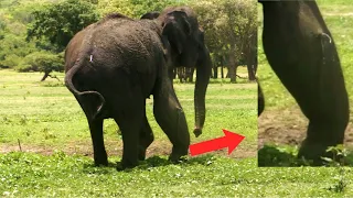 Penetrating gunshot wound made the Elephant limp with abscess | Part2 | Elephant treatment