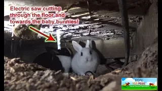 We had to use an electric SAW to save this family of homeless bunnies!!! DANGEROUS RESCUE!!! #bunny