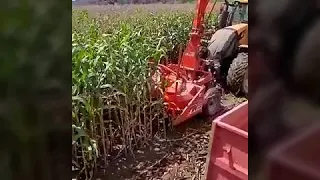 Valtra série T CVT 230 com ensiladeira FTN-2500. Silagem de milho em Rondônia.