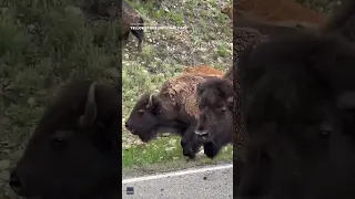 Watch this battle of the bison butting heads in Yellowstone National Park #Shorts