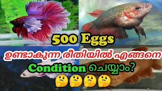 Betta fish conditioning For Breading Malayalam | betta fish conditioning malayalam|Ep97