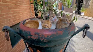 She was a gentle mother cat while her kittens were shy.