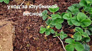 Уход за клубникой весной