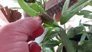 Monarch Caterpillar Transforms into Chrysalis    Part 2 of 4      May 13, 2021 MVI 2282