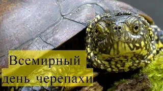 Поздравление с днем черепахи