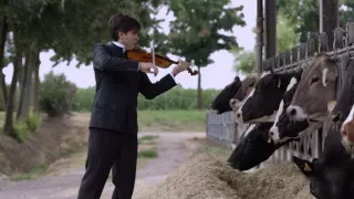 Happy Cow Concert - Violin and Piano. Cremona, Italy