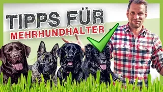 3 Tipps für Mehrhundhalter ▶︎ So funktioniert das Zusammenleben