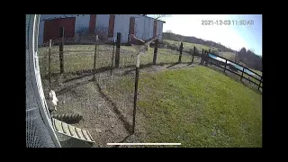 Rooster battles hawk and saves hen's life.