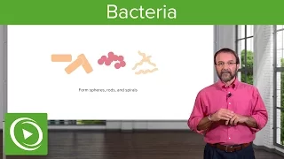 Bacteria: Structure & Types – Microbiology | Lecturio