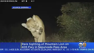 Expert: Mountain Lion P-61 Safely Crosses 405 Freeway In Rare, Incredible Feat