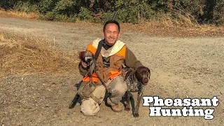 2018 California Pheasant Hunting With GERMAN SHORTHAIRED POINTER on PUBLIC LAND
