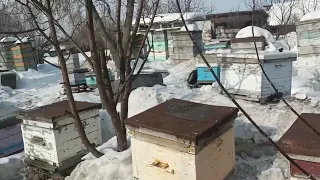 Способ подкормки пчел в холодное время