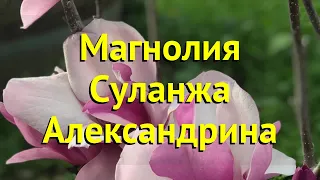 Магнолия суланжа Александрина. Краткий обзор, описание magnolia soulangeana Alexandrina