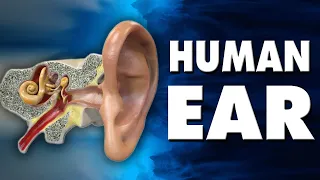 How ear works? | Human Sensory Organ Ears | Structure of the Human Ear | Educational Videos