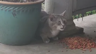 Max The Cat Eating