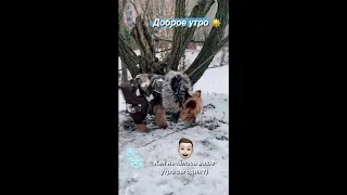 Арсений Шульгин пожаловался на беременную жену Лиану 15 12 20