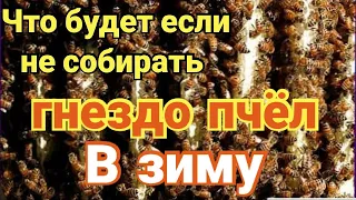 ☑️Собирать или не собирать гнездо пчёл в зиму