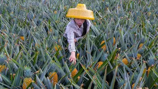 Amazing pineapple, make it into a delicious Chinese food | 野小妹 wild girl