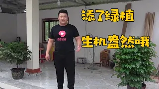 老肥买了几盆绿植回来，给厨房增添了一点绿意，让家里充满了生机【农人老肥】