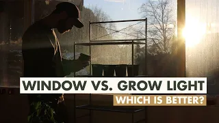 Window vs. Grow Lights - How much light for starting seeds indoors?