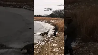 Frozen Waters, Unfrozen Hearts! A Heroic Rescue of a Deer 🥶 #shorts #viral