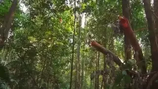 Horror in taman negara