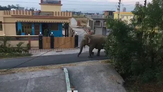 Lock Down Effect : Elephant Entering Human Residential Area : India