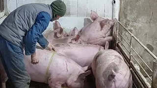 //Допоможіть СВИНЮ помірять🤣Цим🐖 ШІСЬ,а меншим родичам 22 дня,Чи можна вже на ТаранчЮк!!!//