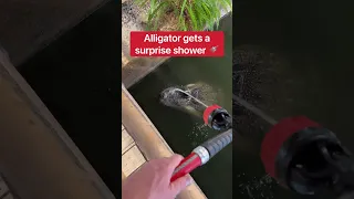 Alligator Gets A Surprise Shower! 🤣🐊🚿 #shorts #alligator