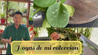 Mi colección de más de 20 Hoyas ( planta de cera ) .