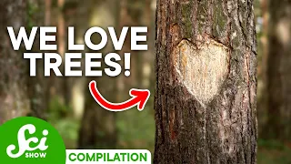 What You Never Knew About Trees | SciShow Compilation