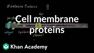 Cell membrane proteins | Cells | MCAT | Khan Academy