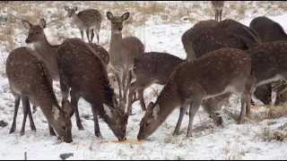 Бродячие собаки разорвали оленей в Лосином острове