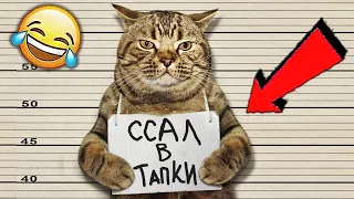 СМЕШНЫЕ КОТЫ | СМЕШНЫЕ ПРИКОЛЫ С КОТАМИ 2020 [#смешныекоты #приколыскошками]