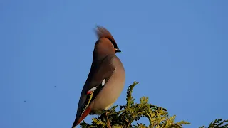 Bohemian waxwing,Sidensvans,Свиристель,Jaseur boréal,Pestvogel,Seidenschwanz,Beccofrusone,キレンジャク