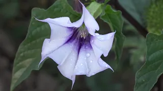 Jimson Weed - Datura stramonium - Scopolamine plant