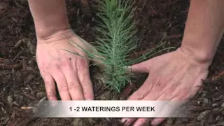 How to Grow Pine Trees from Seed