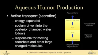 1 BASIC SCIENCES Aqueous humor dynamics, anterior chamber anatomy and ciliary body