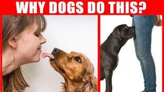 40 Strange Dog Behaviors Explained - Jaw-Dropping Facts about Dogs