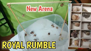 SPIDER FIGHT | ROYAL RUMBLE NEW ARENA